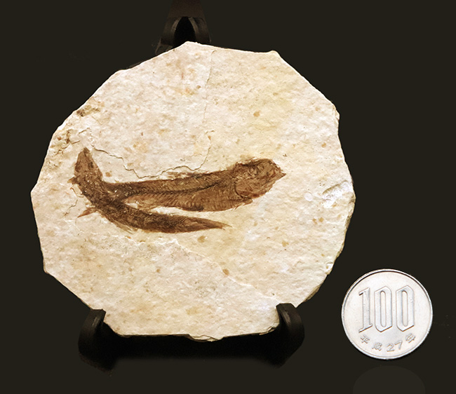最もよく知られた化石魚類……米国ワイオミング州で採集された絶滅古代魚、ナイティア(Knightia)のマルチプレート化石(その9)