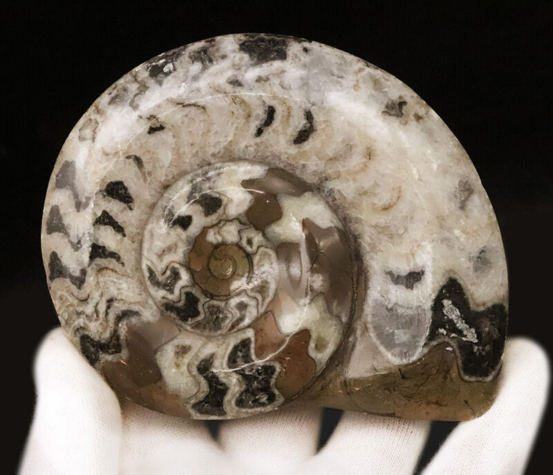 手のひらにずっしりと収まる、直径11.4cm・厚み1.7cmの立体的な存在感！アンモナイトの祖先、ゴニアタイト（Goniatite）の立体標本（その2）