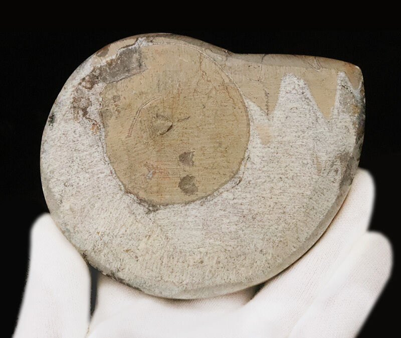 手のひらにずっしりと収まる、直径11.4cm・厚み1.7cmの立体的な存在感！アンモナイトの祖先、ゴニアタイト（Goniatite）の立体標本（その4）