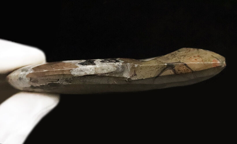 手のひらにずっしりと収まる、直径11.4cm・厚み1.7cmの立体的な存在感！アンモナイトの祖先、ゴニアタイト（Goniatite）の立体標本（その5）