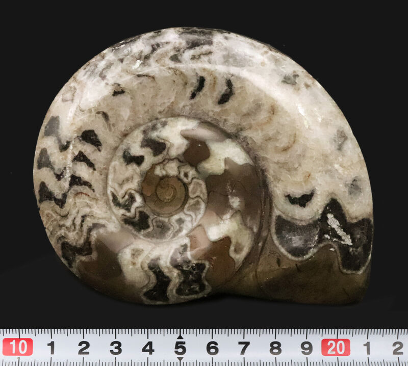 手のひらにずっしりと収まる、直径11.4cm・厚み1.7cmの立体的な存在感！アンモナイトの祖先、ゴニアタイト（Goniatite）の立体標本（その6）