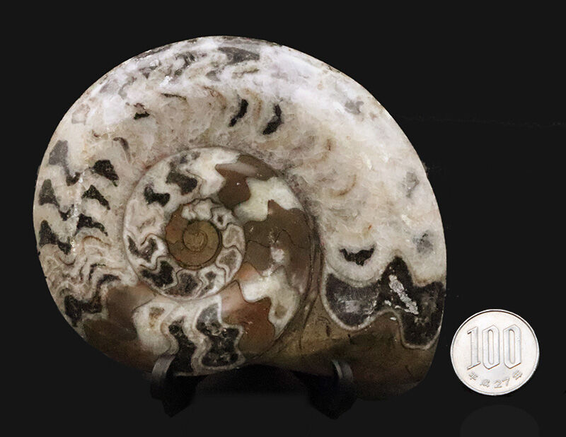 手のひらにずっしりと収まる、直径11.4cm・厚み1.7cmの立体的な存在感！アンモナイトの祖先、ゴニアタイト（Goniatite）の立体標本（その7）