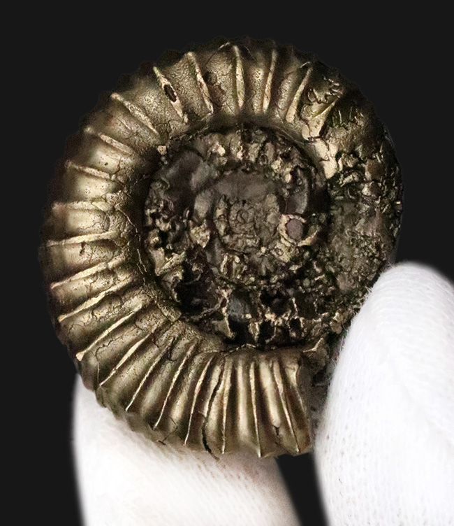 リズミカルに刻まれたリブが特徴、フランス・アヴェロン産の黄鉄鉱化アンモナイト（Ammonite）（その1）