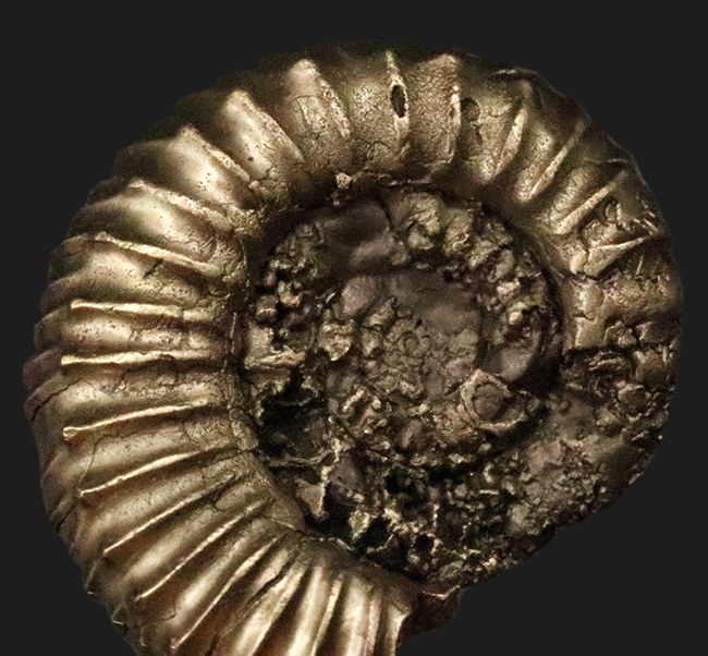 リズミカルに刻まれたリブが特徴、フランス・アヴェロン産の黄鉄鉱化アンモナイト（Ammonite）（その2）