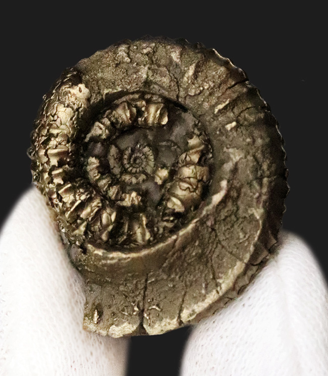 リズミカルに刻まれたリブが特徴、フランス・アヴェロン産の黄鉄鉱化アンモナイト（Ammonite）（その3）