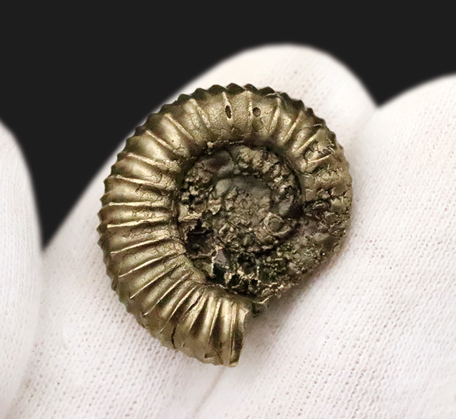 リズミカルに刻まれたリブが特徴、フランス・アヴェロン産の黄鉄鉱化アンモナイト（Ammonite）（その4）