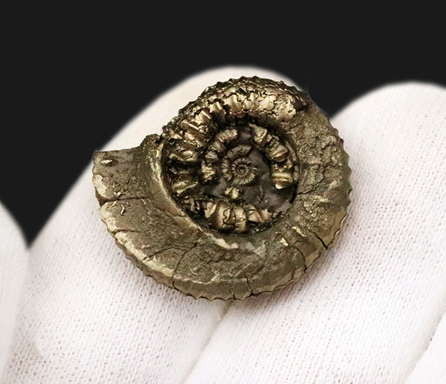 リズミカルに刻まれたリブが特徴、フランス・アヴェロン産の黄鉄鉱化アンモナイト（Ammonite）（その5）