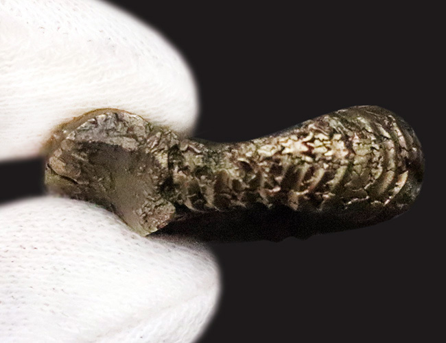 リズミカルに刻まれたリブが特徴、フランス・アヴェロン産の黄鉄鉱化アンモナイト（Ammonite）（その6）