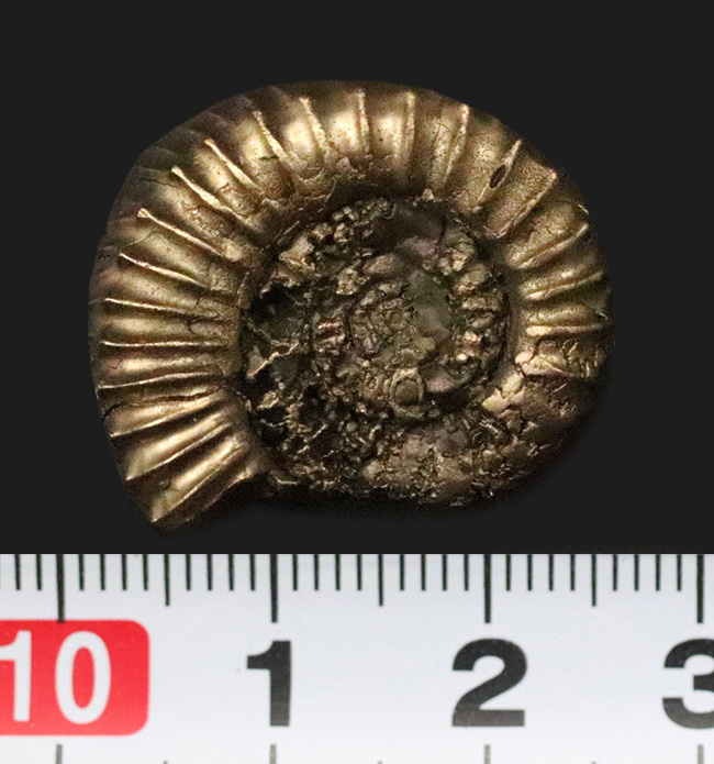 リズミカルに刻まれたリブが特徴、フランス・アヴェロン産の黄鉄鉱化アンモナイト（Ammonite）（その7）