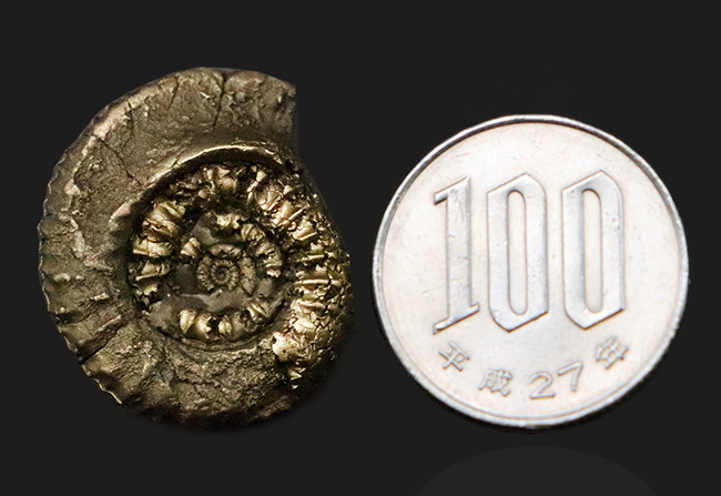 リズミカルに刻まれたリブが特徴、フランス・アヴェロン産の黄鉄鉱化アンモナイト（Ammonite）（その8）