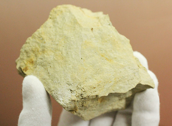 大きい!本体直線計測4cm。白さが特徴的な米国産カリメネ(Calymene celebra)(その10)