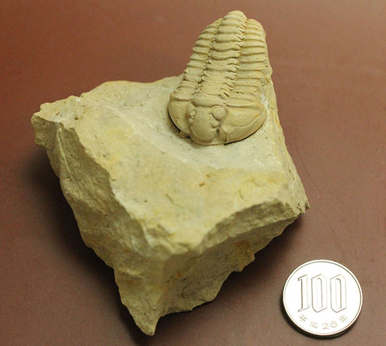 大きい!本体直線計測4cm。白さが特徴的な米国産カリメネ(Calymene celebra)(その11)