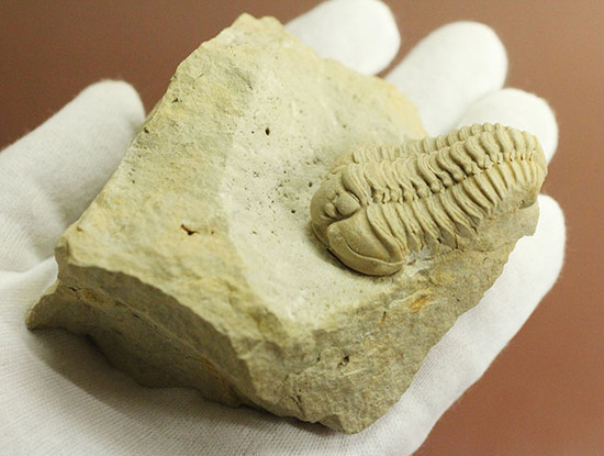 大きい!本体直線計測4cm。白さが特徴的な米国産カリメネ(Calymene celebra)(その8)