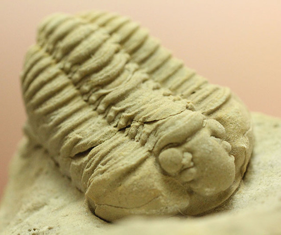 大きい!本体直線計測4cm。白さが特徴的な米国産カリメネ(Calymene celebra)(その9)