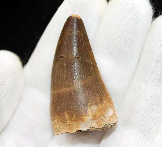 非常に太い!白亜紀の海の王者、モササウルス(Mosasaurus)科の歯化石。保存状態も大変良好。(その2)