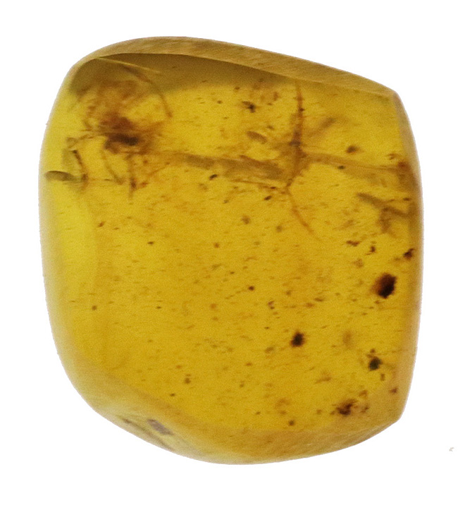 これは蜘蛛なのかどうか・・・。琥珀コレクター垂涎の品、約1億年前の恐竜時代の琥珀、バーマイト(Burmite)(その2)