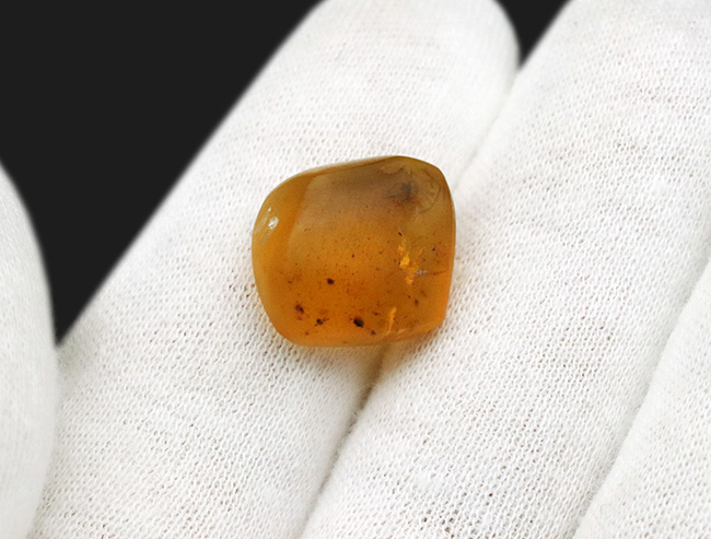 これは蜘蛛なのかどうか・・・。琥珀コレクター垂涎の品、約1億年前の恐竜時代の琥珀、バーマイト(Burmite)(その4)