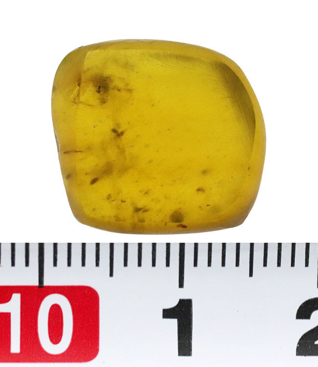 これは蜘蛛なのかどうか・・・。琥珀コレクター垂涎の品、約1億年前の恐竜時代の琥珀、バーマイト(Burmite)(その7)