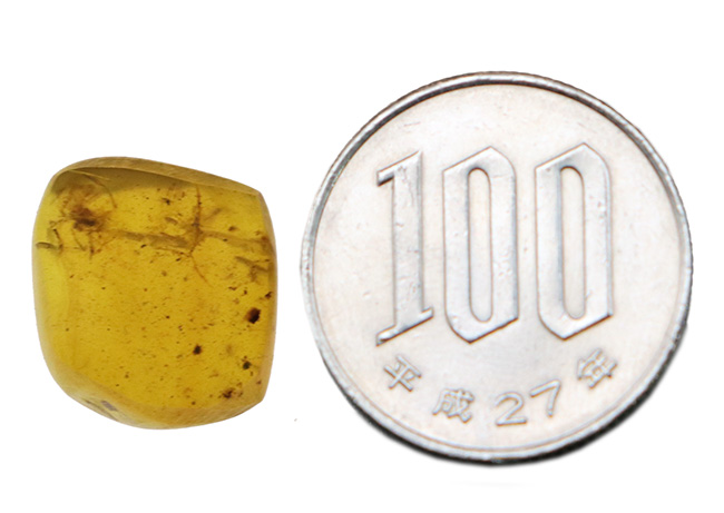 これは蜘蛛なのかどうか・・・。琥珀コレクター垂涎の品、約1億年前の恐竜時代の琥珀、バーマイト(Burmite)(その8)
