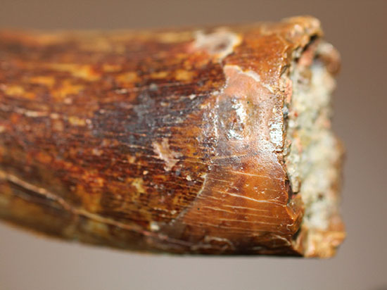 ナイフっぽい歯型がトレードマーク！アフリカのティーレックスの異名を取るカルカロドントサウルスの歯化石（その12）