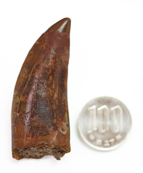 ナイフっぽい歯型がトレードマーク！アフリカのティーレックスの異名を取るカルカロドントサウルスの歯化石（その15）