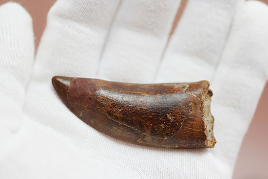 ナイフっぽい歯型がトレードマーク！アフリカのティーレックスの異名を取るカルカロドントサウルスの歯化石（その3）