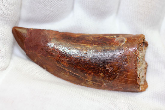 ナイフっぽい歯型がトレードマーク！アフリカのティーレックスの異名を