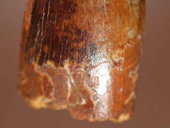 ナイフっぽい歯型がトレードマーク！アフリカのティーレックスの異名を取るカルカロドントサウルスの歯化石（その6）