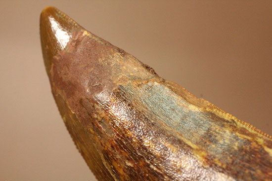 ナイフっぽい歯型がトレードマーク！アフリカのティーレックスの異名を取るカルカロドントサウルスの歯化石（その9）