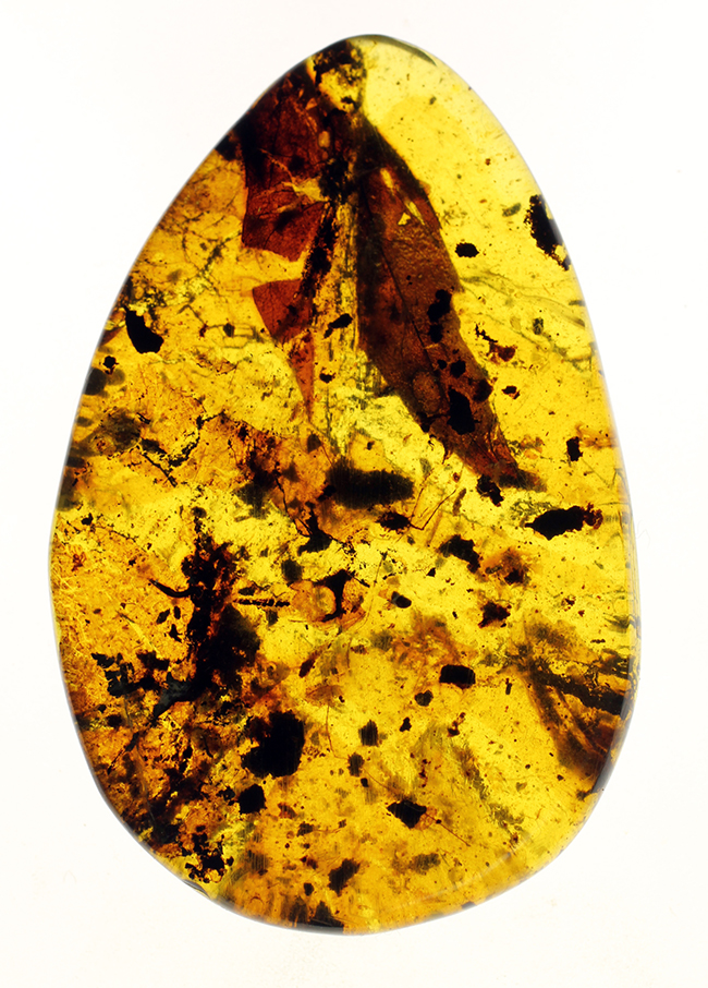 恐竜時代の針葉樹の樹脂に起源を持つ非常に古い琥珀。植物片を多数内包。（その1）