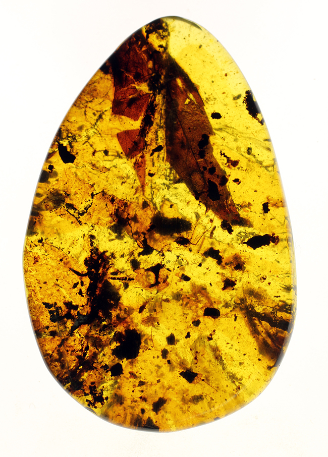 恐竜時代の針葉樹の樹脂に起源を持つ非常に古い琥珀。植物片を多数内包。(その1)