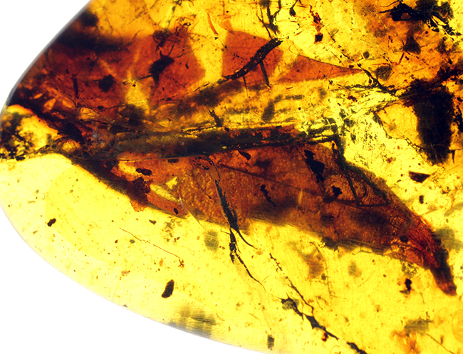 恐竜時代の針葉樹の樹脂に起源を持つ非常に古い琥珀。植物片を多数内包。(その10)
