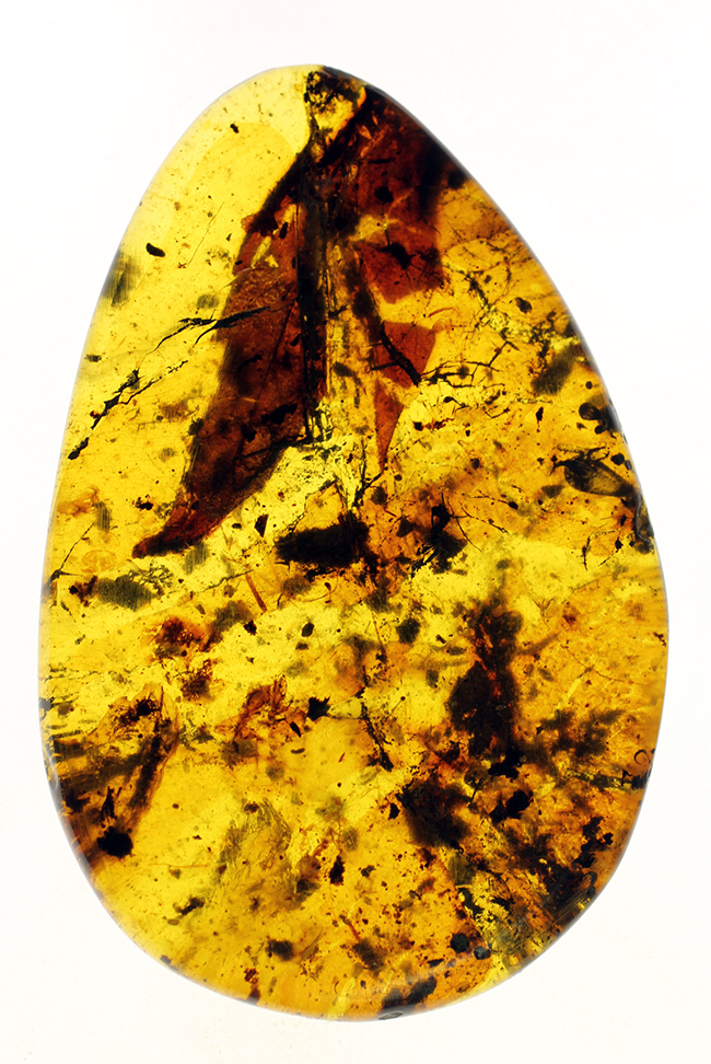 恐竜時代の針葉樹の樹脂に起源を持つ非常に古い琥珀。植物片を多数内包。(その11)
