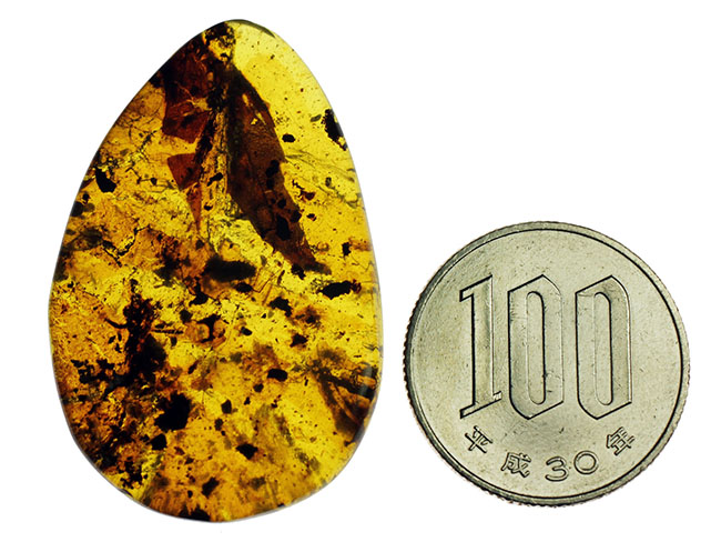 恐竜時代の針葉樹の樹脂に起源を持つ非常に古い琥珀。植物片を多数内包。(その12)