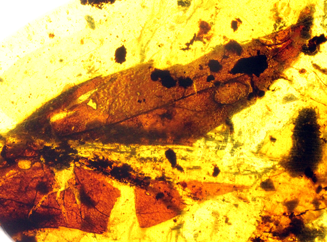 恐竜時代の針葉樹の樹脂に起源を持つ非常に古い琥珀。植物片を多数内包。(その2)