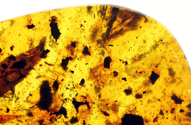 恐竜時代の針葉樹の樹脂に起源を持つ非常に古い琥珀。植物片を多数内包。(その3)