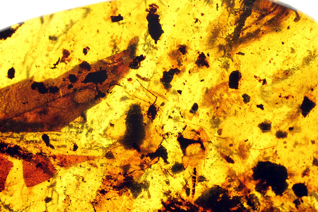 恐竜時代の針葉樹の樹脂に起源を持つ非常に古い琥珀。植物片を多数内包。(その4)