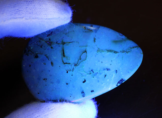 恐竜時代の針葉樹の樹脂に起源を持つ非常に古い琥珀。植物片を多数内包。(その7)