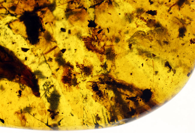 恐竜時代の針葉樹の樹脂に起源を持つ非常に古い琥珀。植物片を多数内包。(その9)