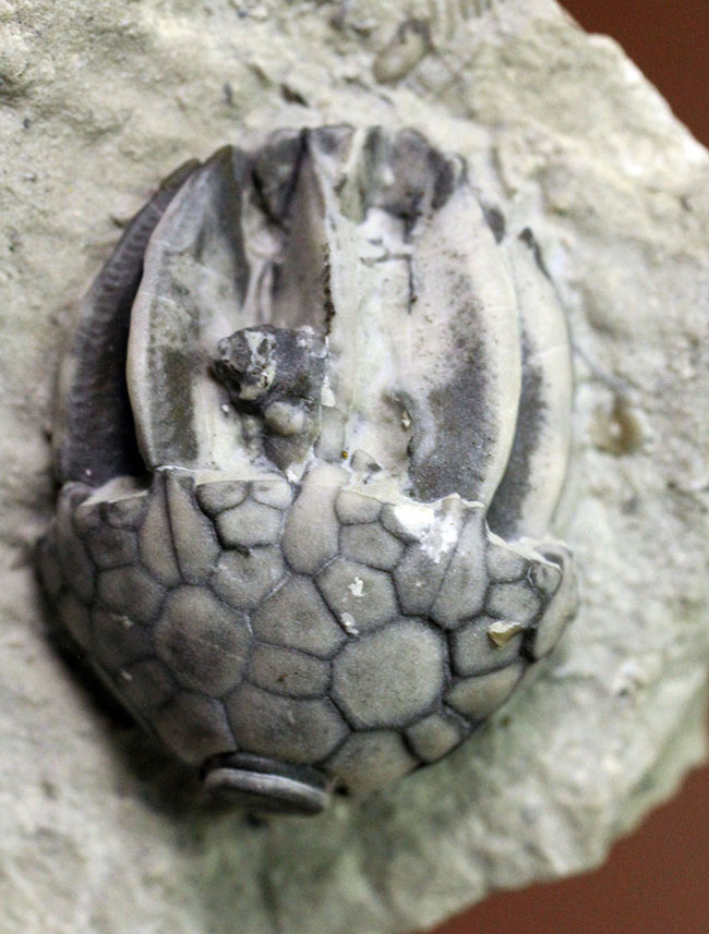 無補修かつオールナチュラルの米国インディアナ産のウミユリ（Macrocrinus mundulus）の化石（その1）