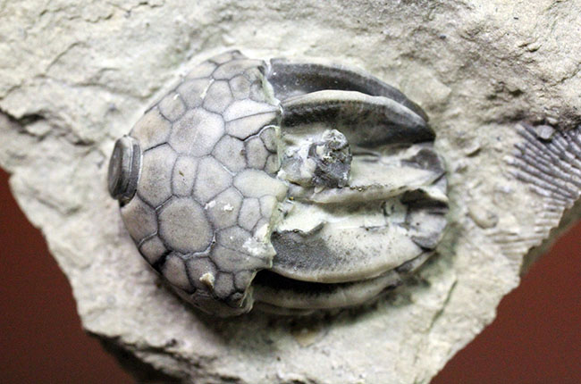 無補修かつオールナチュラルの米国インディアナ産のウミユリ（Macrocrinus mundulus）の化石（その10）