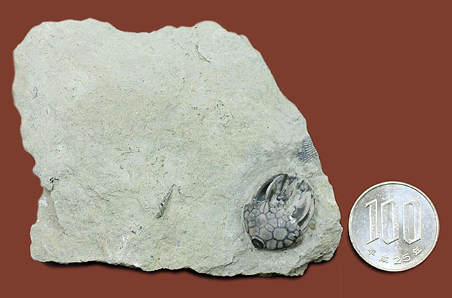 無補修かつオールナチュラルの米国インディアナ産のウミユリ（Macrocrinus mundulus）の化石（その11）
