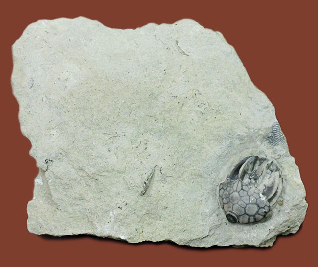 無補修かつオールナチュラルの米国インディアナ産のウミユリ（Macrocrinus mundulus）の化石（その2）
