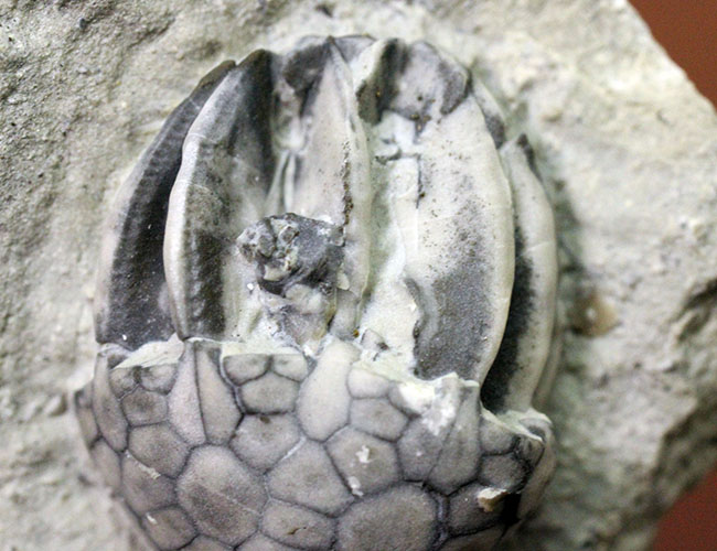 無補修かつオールナチュラルの米国インディアナ産のウミユリ（Macrocrinus mundulus）の化石（その5）