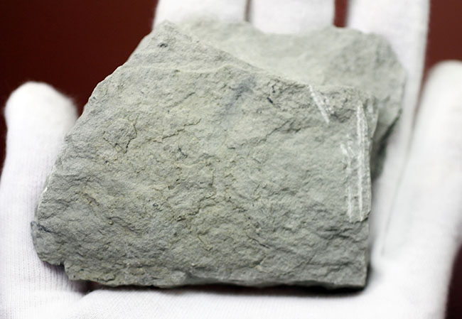 無補修かつオールナチュラルの米国インディアナ産のウミユリ（Macrocrinus mundulus）の化石（その7）