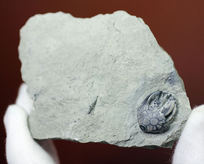 無補修かつオールナチュラルの米国インディアナ産のウミユリ（Macrocrinus mundulus）の化石（その9）