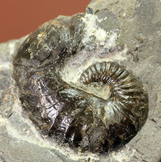 北海道を代表する異常巻きアンモナイトの一つ、スカフィテス（Scaphites）。夕張産。（その1）