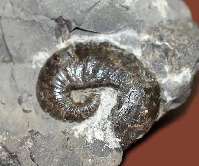 北海道を代表する異常巻きアンモナイトの一つ、スカフィテス(Scaphites)。夕張産。(その10)