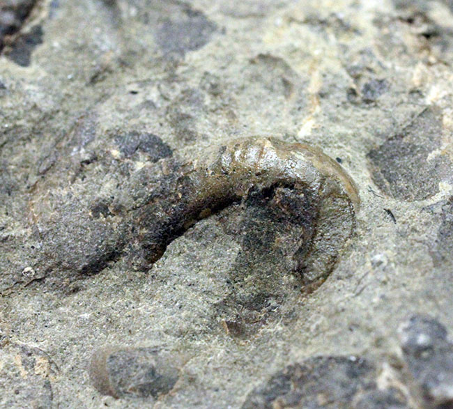 北海道を代表する異常巻きアンモナイトの一つ、スカフィテス(Scaphites)。夕張産。(その12)