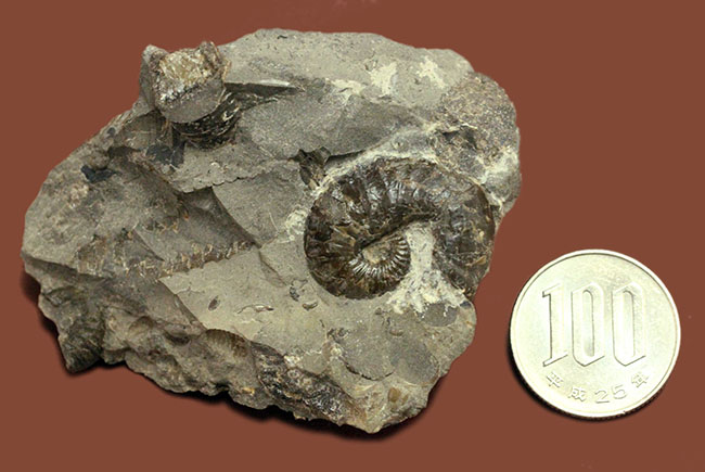 北海道を代表する異常巻きアンモナイトの一つ、スカフィテス(Scaphites)。夕張産。(その13)